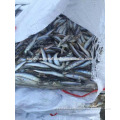 10cm Frozen anchovy for fish sauce